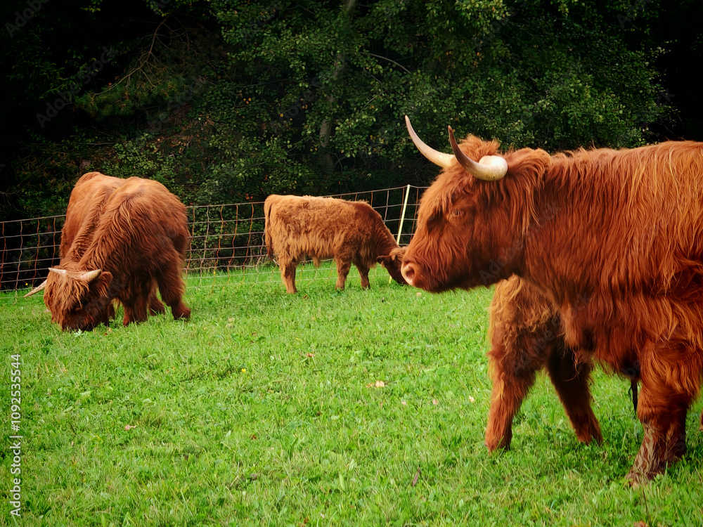 the highland cattle or kyloe in the open the highland cattle or kyloe in the open