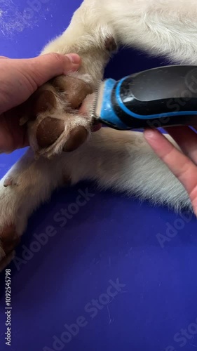 Trimming Dog's Paw Fur with Clipper