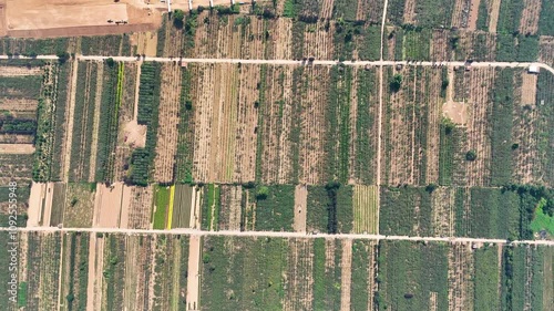 Top-down drone shot of fields of kiwi farms in Zhouzhi County, Shaanxi Province, China. Vibrant green rows of kiwi plants and organized layout of the agricultural landscape. photo