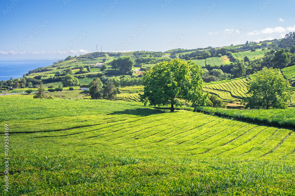 Gorreana Tea factory, Acores, Portugal