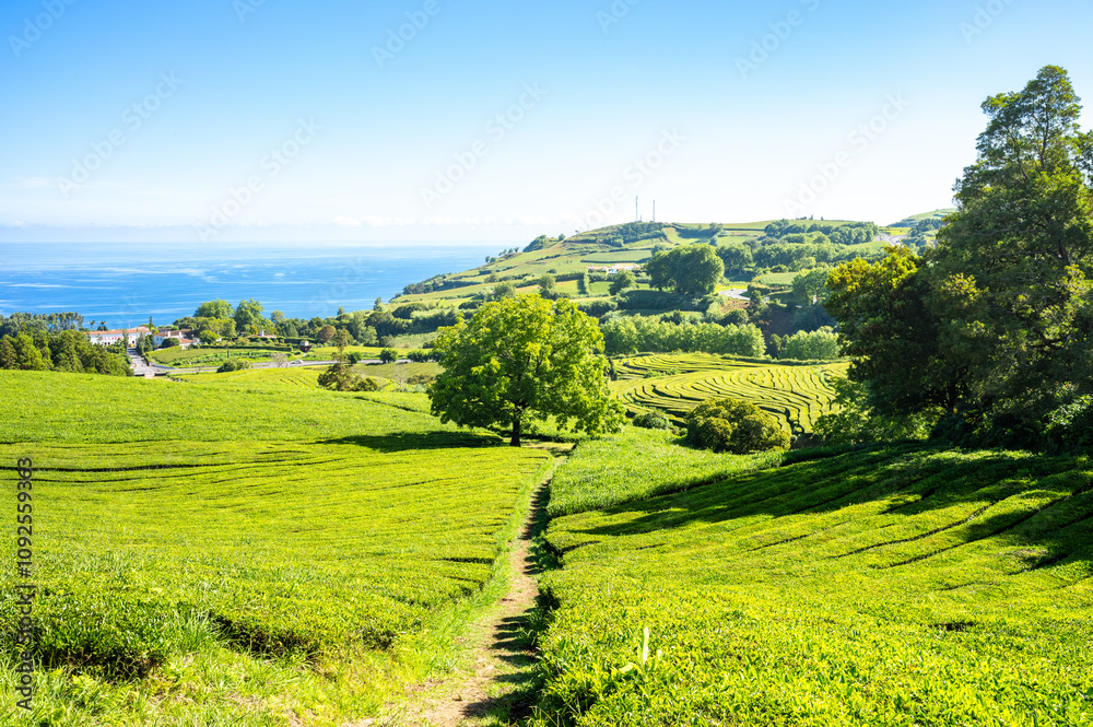 Gorreana Tea factory, Acores, Portugal