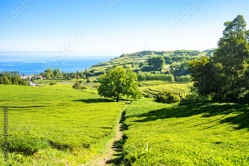 Gorreana Tea factory, Acores, Portugal
