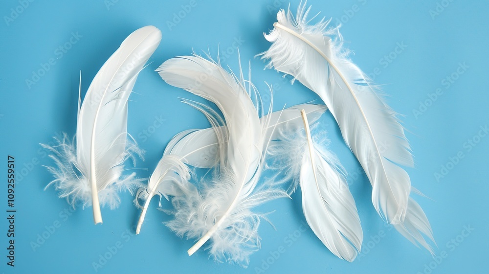 Swan Feathers on a Blue Background - a serene and elegant composition. The soft swan feathers contrast beautifully with the calming blue backdrop. Swan Feathers on a Blue Background - a serene and elegant composition. The soft swan feathers contrast beautifully with the calming blue backdrop.