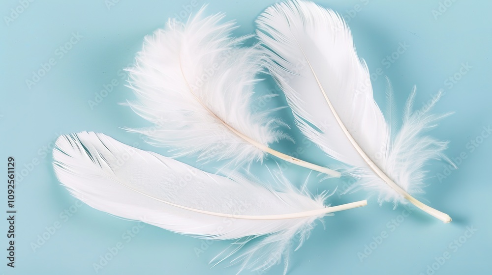 Fototapeta premium Swan Feathers on a Blue Background - a serene and elegant composition. The soft swan feathers contrast beautifully with the calming blue backdrop.