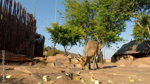 Frontal POV shot of cute klipspringer eating fruit at African game lodge photo