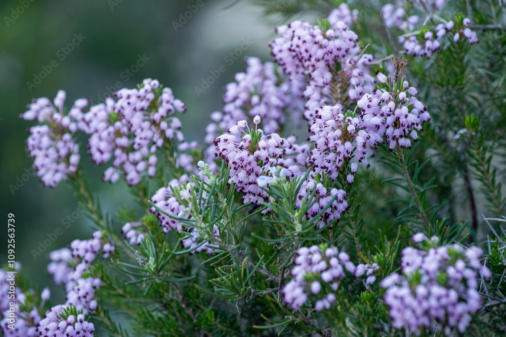 Fototapeta premium Grappes de fleurs violettes sauvages