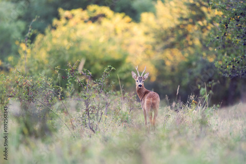 sunset deer - last glance
