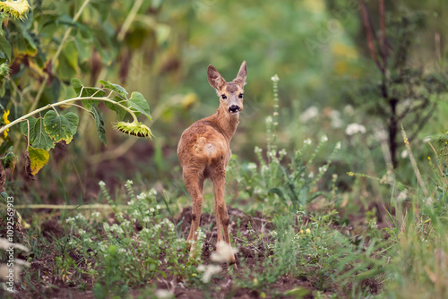 sunflower deer