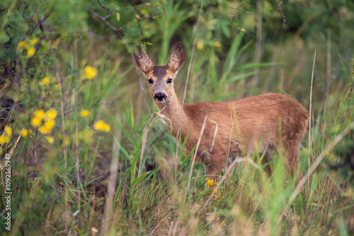 deer flowers wildlife
