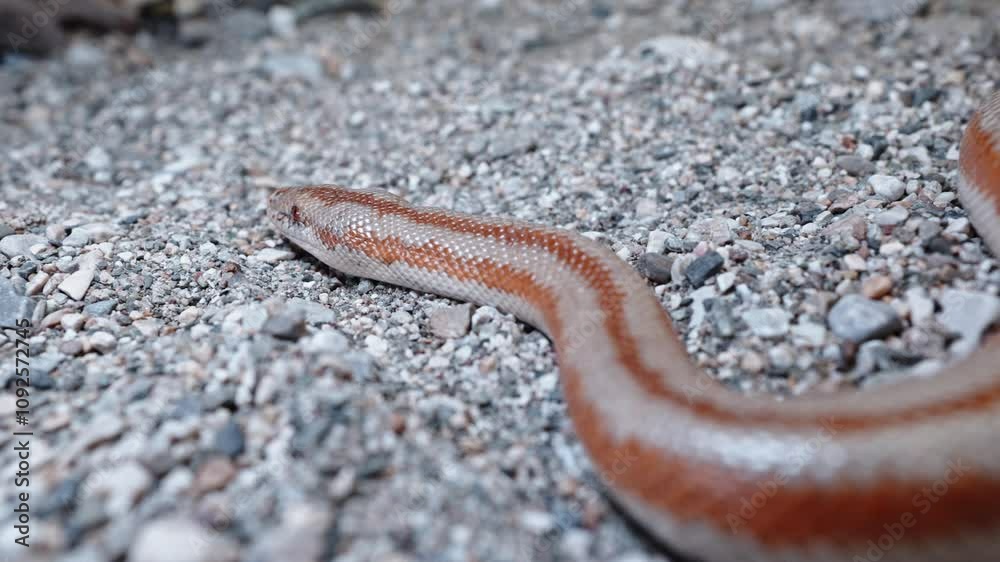 Pink boa slithers across gravelly ground showing off its smooth scales and unique coloration Pink boa slithers across gravelly ground showing off its smooth scales and unique coloration