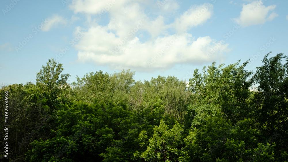 Beautiful lush tree crowns against the blue sky. Autumn or summer landscape in forest, background, texture. Forest in golden colors in autumn. Beautiful lush tree crowns against the blue sky. Autumn or summer landscape in forest, background, texture. Forest in golden colors in autumn.