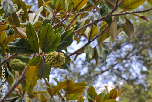 Pomme-Cannelle photo