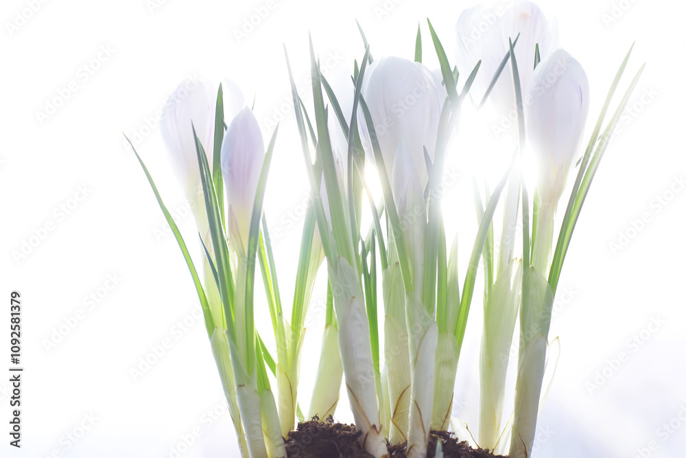 Fototapeta premium Crocus, plural crocuses or croci is a genus of flowering plants in the iris family. A single crocus, a bunch of crocuses, a meadow full of crocuses, close-up crocus. Crocus on a white background.