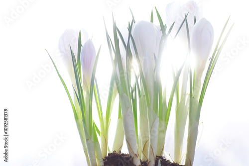 Crocus, plural crocuses or croci is a genus of flowering plants in the iris family. A single crocus, a bunch of crocuses, a meadow full of crocuses, close-up crocus. Crocus on a white background. photo