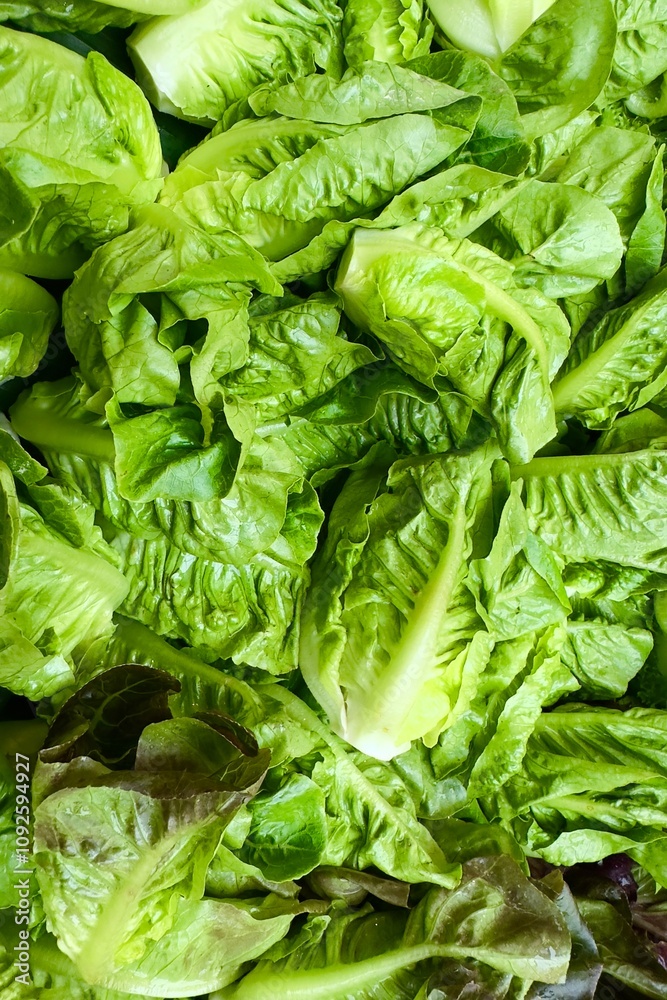 Fototapeta premium Fresh green leafy salad greens, which are likely to be lettuce. Crisp, bright leaves indicate that the greens are fresh and ready to eat. They can be used in salads or as a healthy side dish.