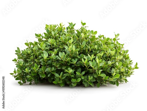 Lush Green Bush with Small Oval Leaves