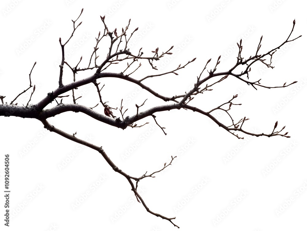 A Single Branch with Buds and a Dried Leaf on a White Background