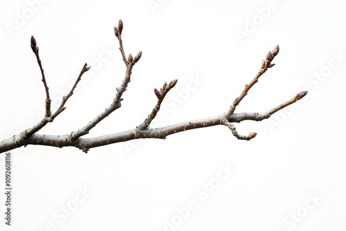 A Tree Branch with Emerging Buds Against a White Background