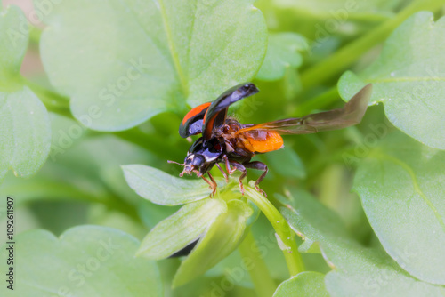 草むらから飛び立とうとするテントウムシ（ナミテントウ） photo