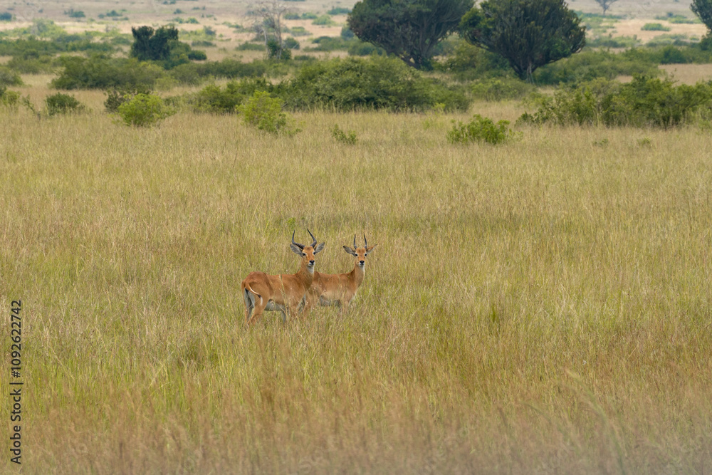 Naklejka premium Two male antelopes standing gracefully in a lush African savannah. Their sharp horns and golden coats blend beautifully with the tall grass and distant trees.