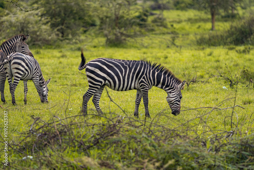 Zebras grazing peacefully on lush green grasslands in Uganda’s savanna, showcasing their striking black and white stripes amidst a serene natural landscape.
