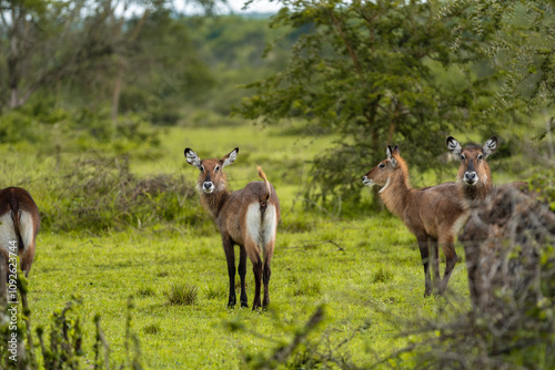 A group of alert waterbucks standing amidst lush greenery in Uganda’s savanna, showcasing the natural beauty and wildlife of the African landscape.

