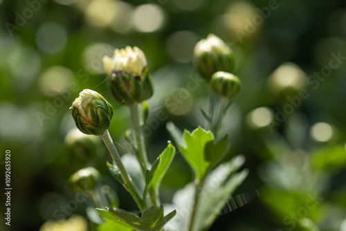 Green bud chrysanthemum growing in garden, selective focus background photo