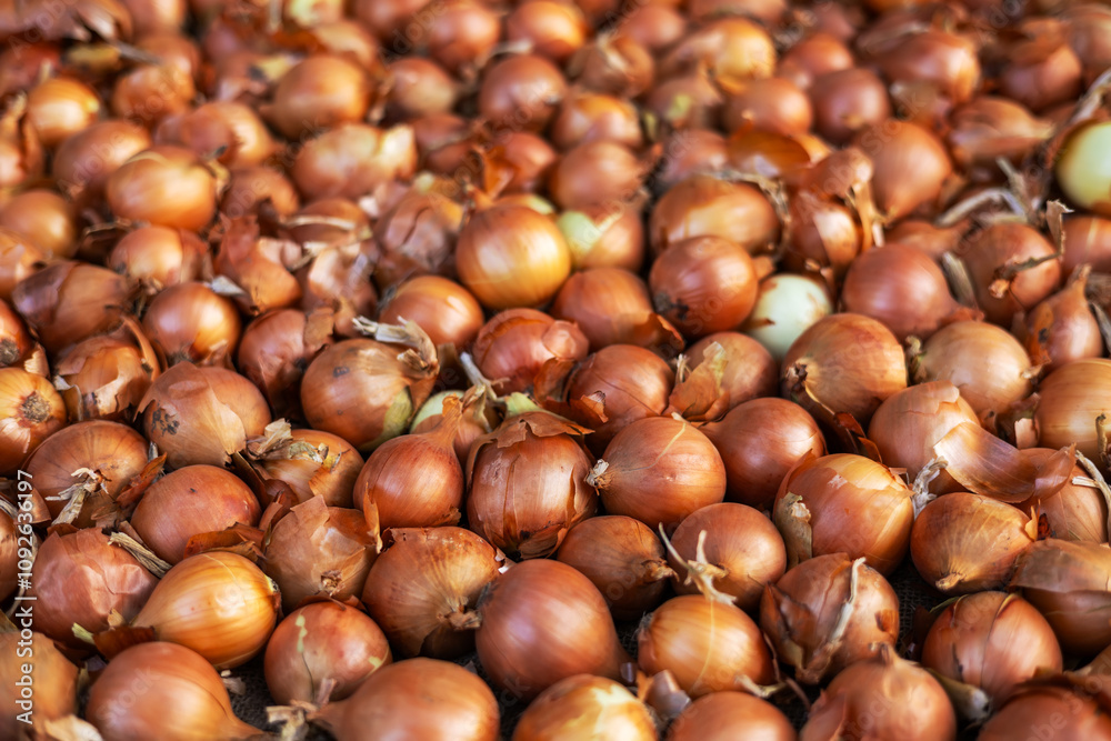 Onion just picked from the field. onion fresh at market traditional. Onions for background. Ripe onion Onion just picked from the field. onion fresh at market traditional. Onions for background. Ripe onion