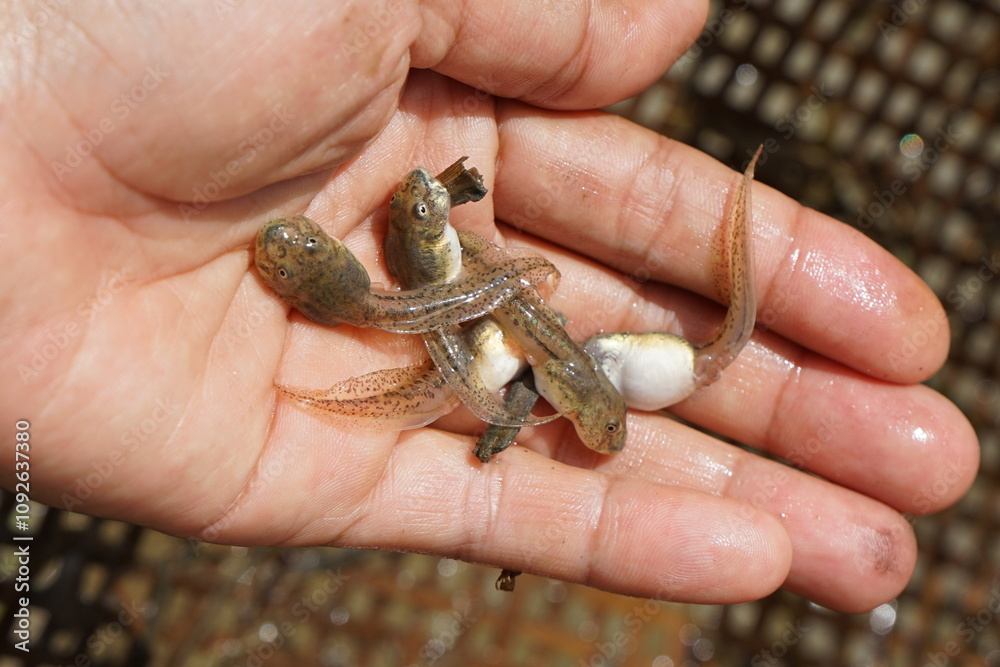 Obraz premium Tadpoles, baby frogs, hand holding tadpoles, frogs, tadpole, frog 