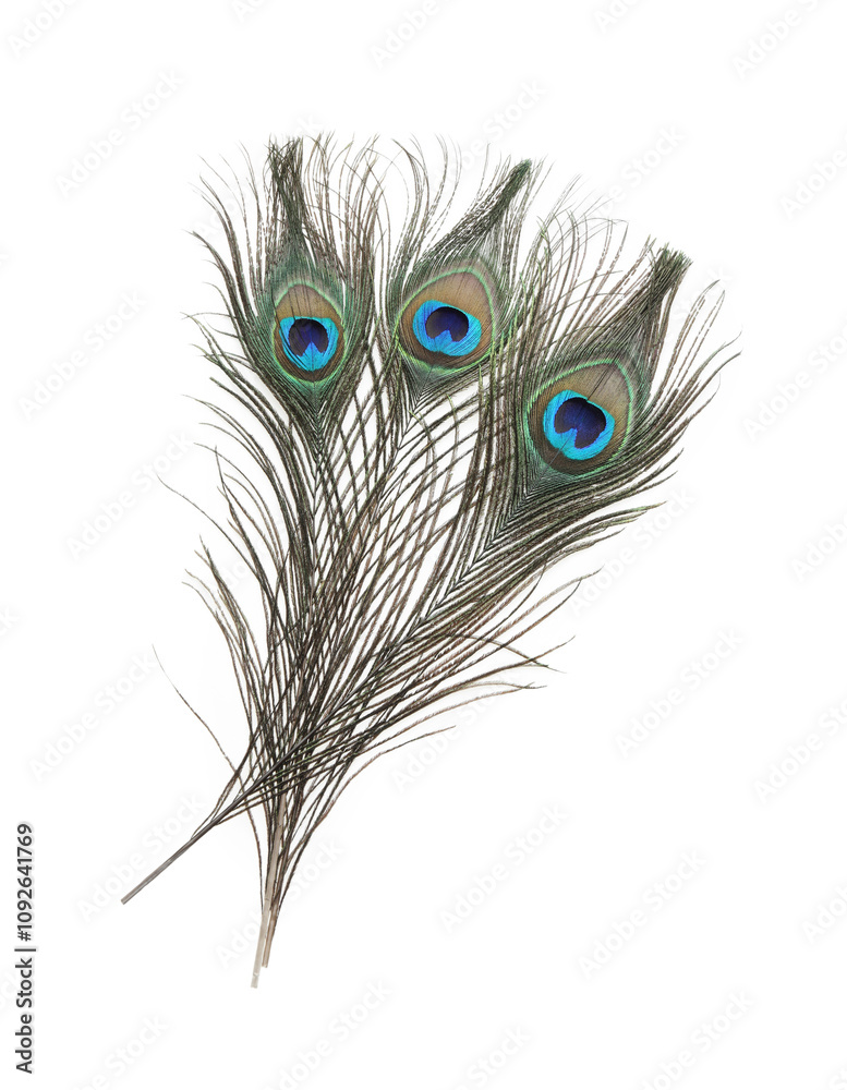 Fototapeta premium Three beautiful peacock feathers isolated on white
