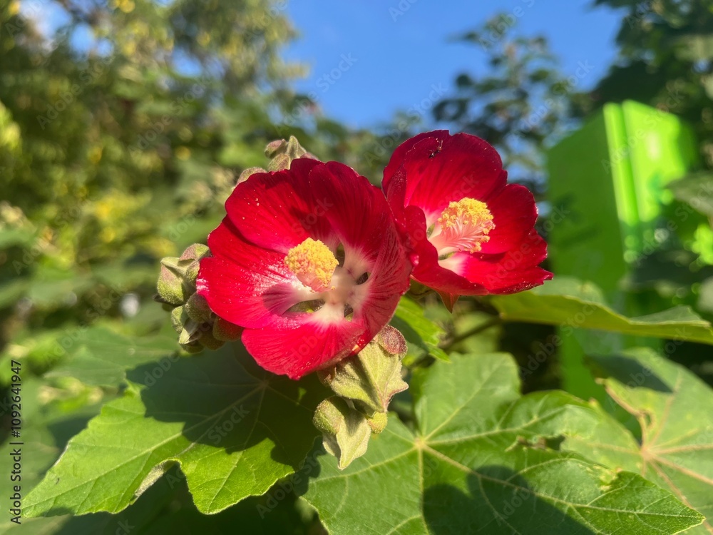 Rote Malvenblüte