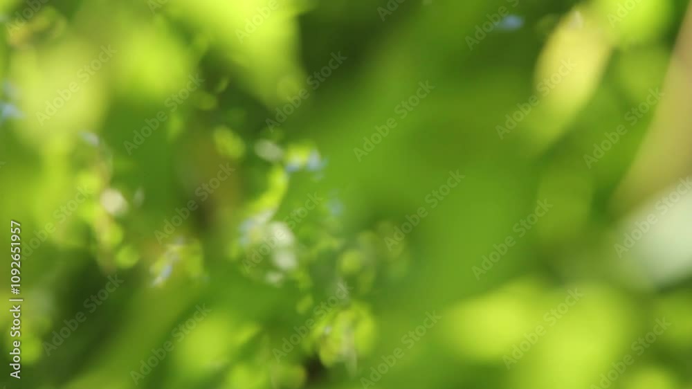 Beautiful green gooseberry leaves sway with the wind on evening in blur and bokeh movement. At rural organic orchard. Nature, green leaves background. Beautiful green gooseberry leaves sway with the wind on evening in blur and bokeh movement. At rural organic orchard. Nature, green leaves background.