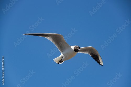 Majestic seagull flying gracefully against clear blue sky photo