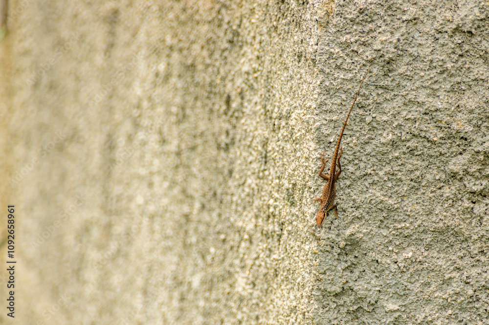 Lizard on rough wall blending in with textured surface Lizard on rough wall blending in with textured surface