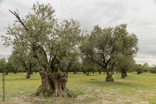 Olive Trees in a Scenic Grove Captured on a Cloudy Day photo