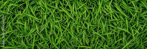 Lush green grass textured background with blades of grass, field