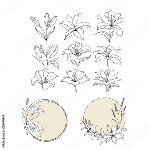 set of flowers. Collection of lily flower line art illustrations and floral compositions, featuring minimalistic sketches, decorative circle frames, and botanical elements. Hand drawn wedding herb. 