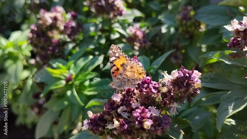 Nature butterfly on holly basil plant flowers