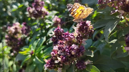 Close up of butterfly on holly basil plant flowers