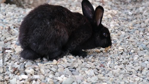 cute fluffy rabbit on the farm