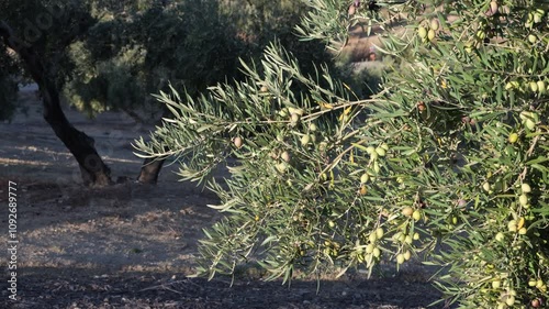 Olive grove in Jaén. Black and green olives ready for olive oil production in the Andalusian countryside