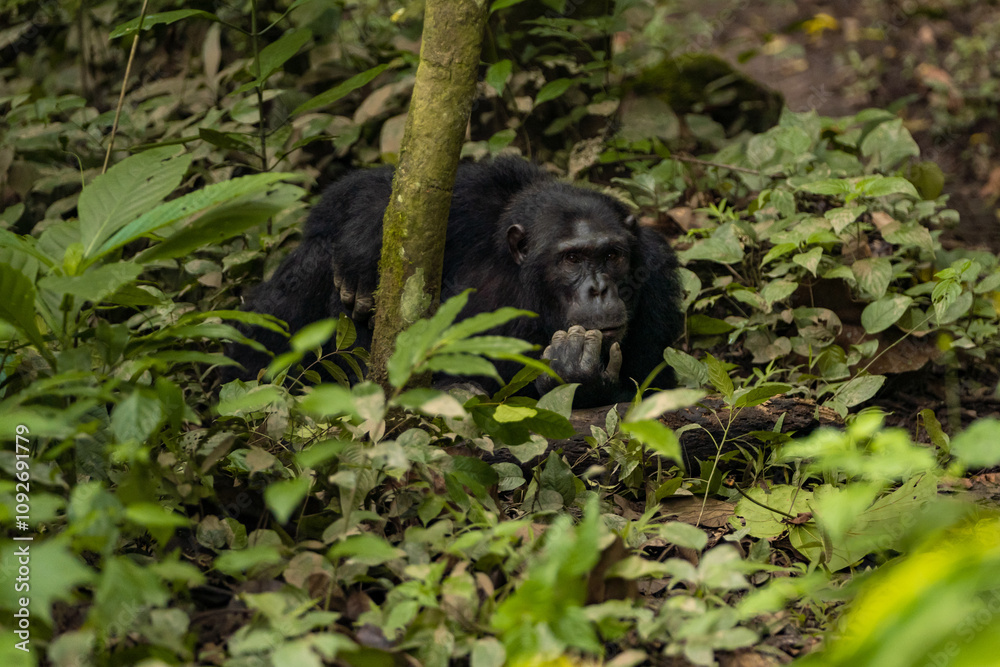 Fototapeta premium Intimate and captivating moments of chimpanzees in their natural forest habitat, showcasing their playful, contemplative, and expressive behaviors amidst lush greenery.