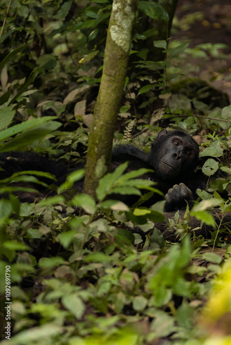 Intimate and captivating moments of chimpanzees in their natural forest habitat, showcasing their playful, contemplative, and expressive behaviors amidst lush greenery.
