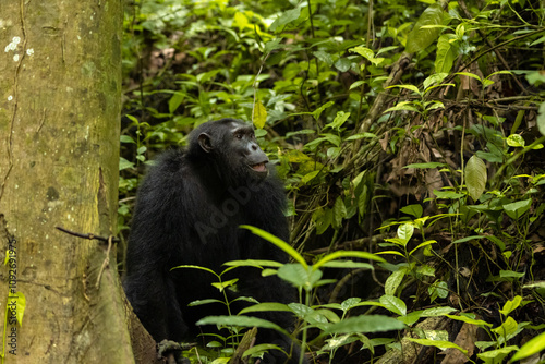 Intimate and captivating moments of chimpanzees in their natural forest habitat, showcasing their playful, contemplative, and expressive behaviors amidst lush greenery.
