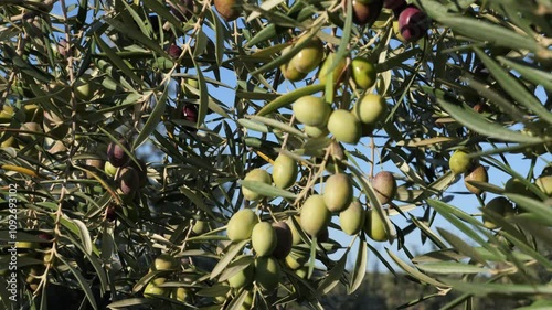 Olive grove in Jaén. Black and green olives ready for olive oil production in the Andalusian countryside