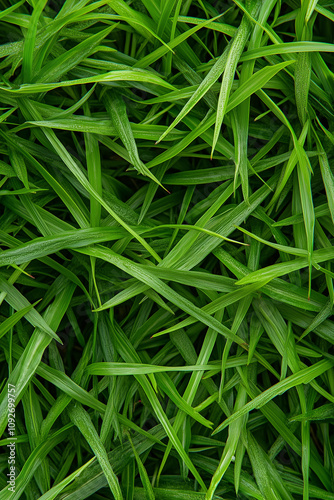 Close-Up of Fresh Grass in Natural Light