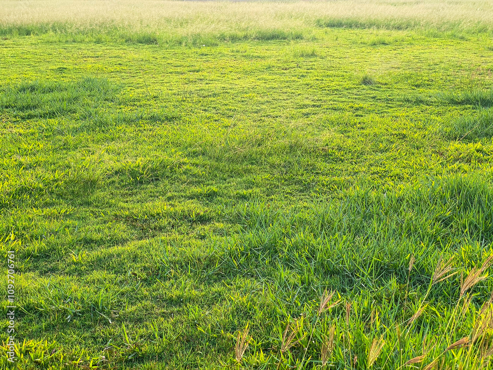 green rice field green rice field