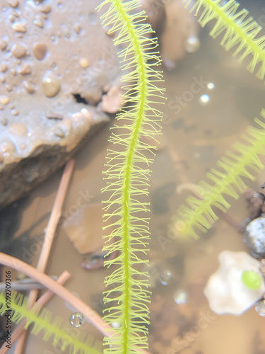 Spirogyra is a genus of filamentous charophyte green algae. photo