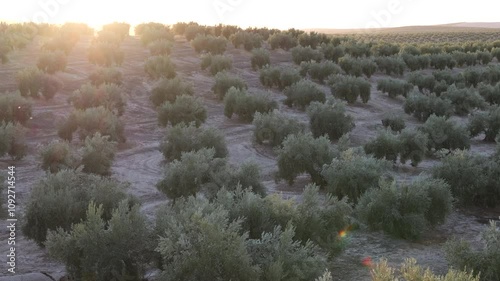 Olive grove in Jaén. Black and green olives ready for olive oil production in the Andalusian countryside