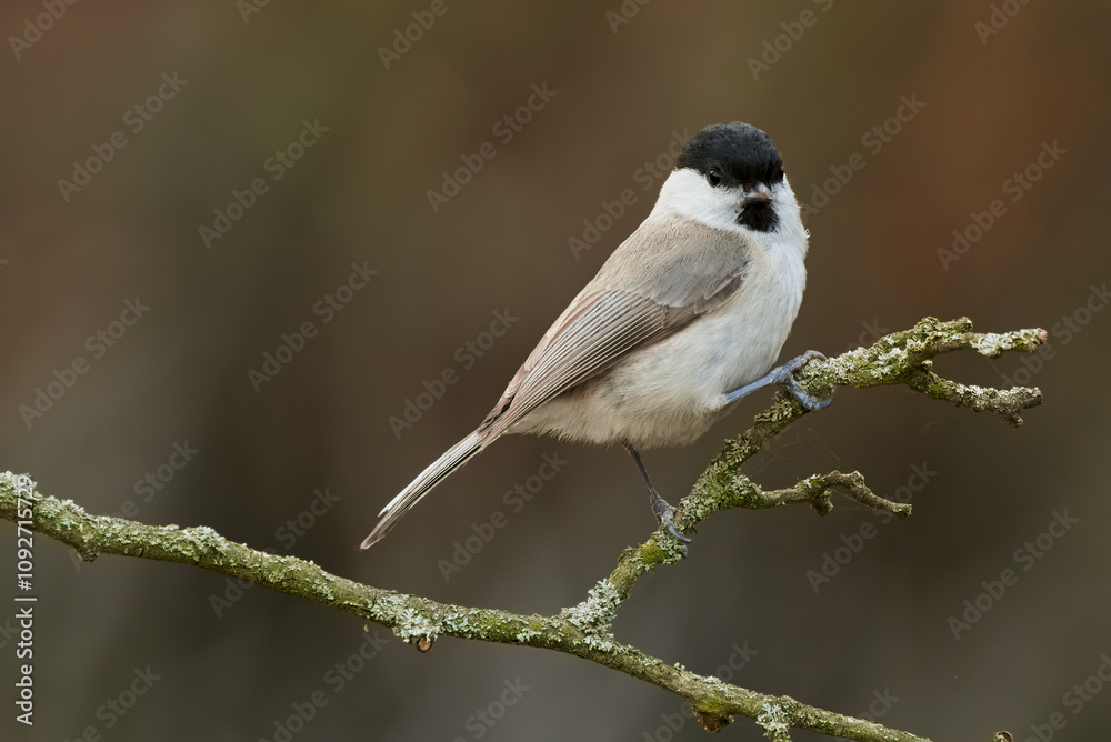 Fototapeta premium Marsh tit, Poecile palustris sitting on a twig in forest